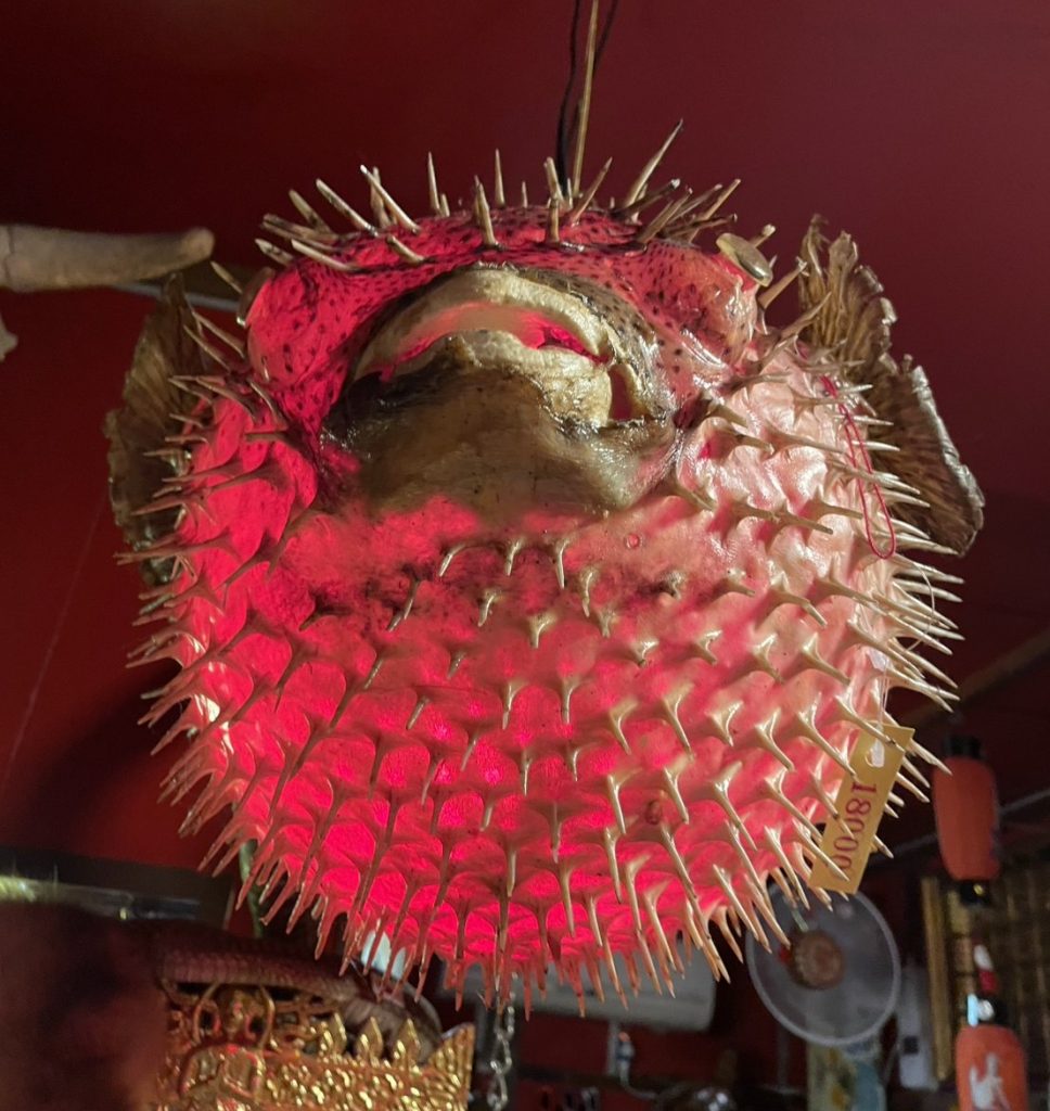 本物のフグを使って作られたライト